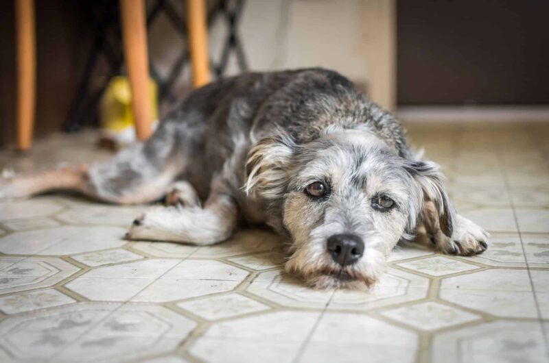 Depressed Pet