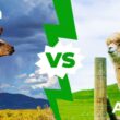 Alpaca Vs Llama