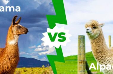 Alpaca Vs Llama