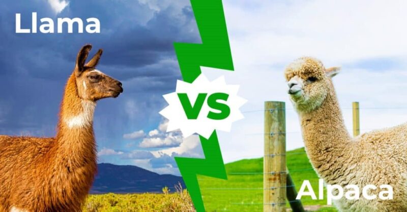 Alpaca Vs Llama