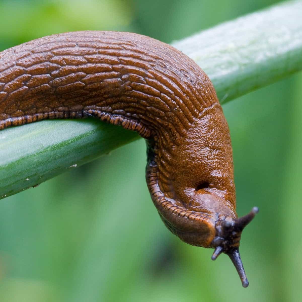 Slime of Slug