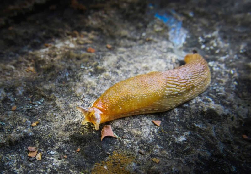 Slime of Slug