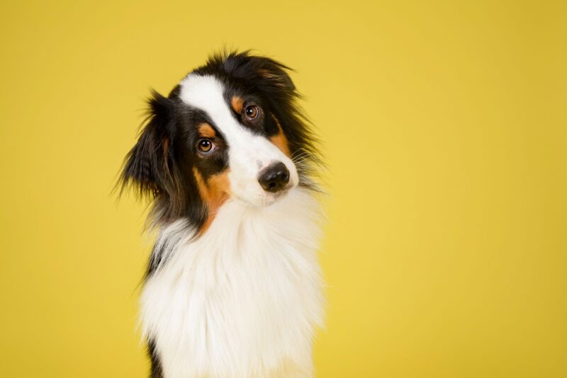 dna test on dogs