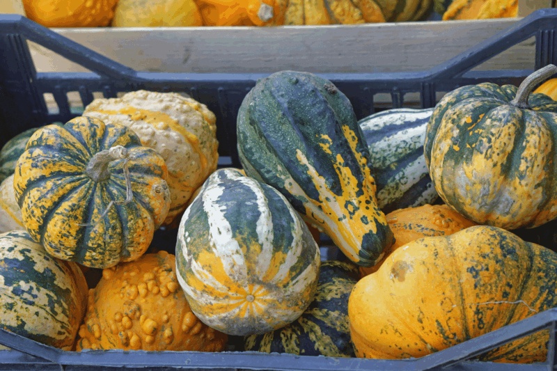 Difference Between Pumpkin and Squash