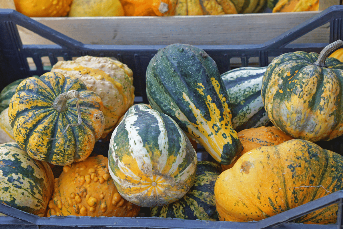 Difference Between Pumpkin and Squash