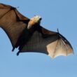Different Types of Bats