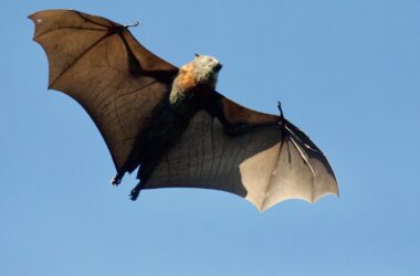 Different Types of Bats
