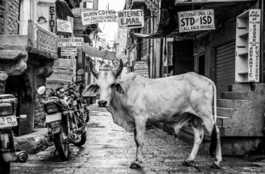 Different Types of Cattles