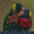 Different Types of Parrots