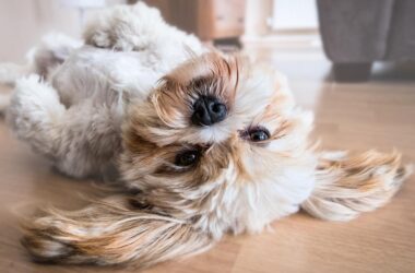 Smartest Dog Breeds Most Intelligent Dog Breeds