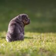 Most Popular English Dog Breeds
