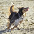 Australian Dog Breeds