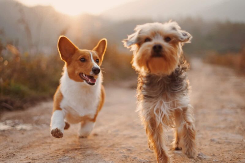 Best Healthiest Dog Breeds