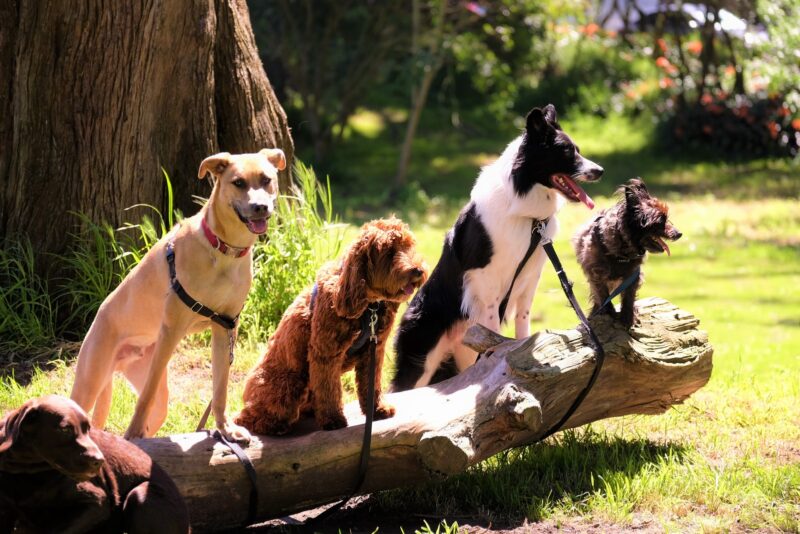Dog Breeds for Lazy or Busy People