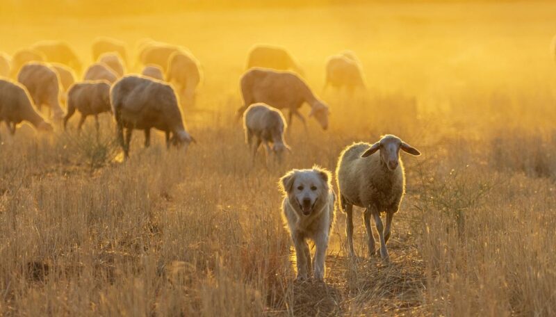 Herding Dog Breeds