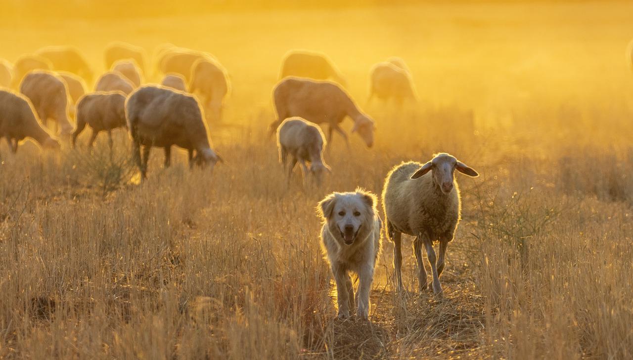 Herding Dog Breeds