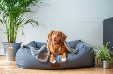 How to Avoid Aggressive Dogs