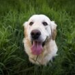 Retrievers Dog Breeds