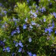 Best Substitutes for Rosemary