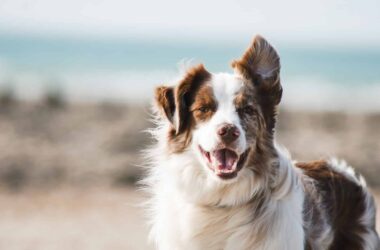 7 Important Nutrients Your Dog Needs to Stay Healthy