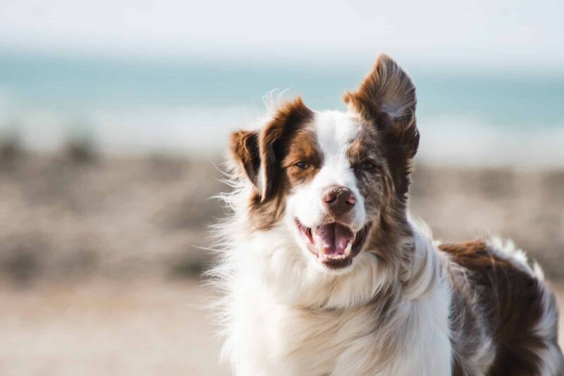 7 Important Nutrients Your Dog Needs to Stay Healthy