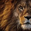 Animals That Can Survive Without Food for a Long Time