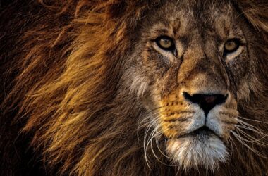 Animals That Can Survive Without Food for a Long Time