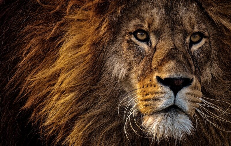 Animals That Can Survive Without Food for a Long Time