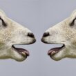Meat Producing Sheep Breeds