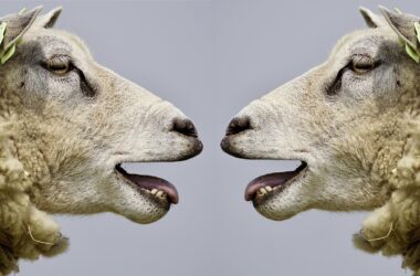 Meat Producing Sheep Breeds