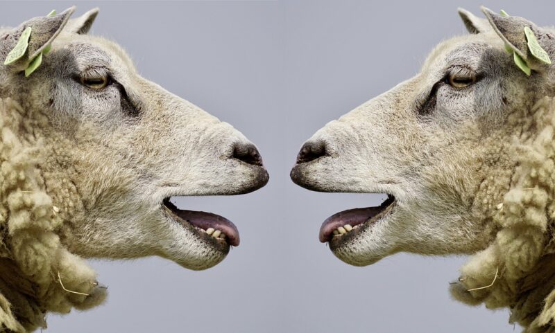 Meat Producing Sheep Breeds