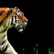 Slowest Animals in the World