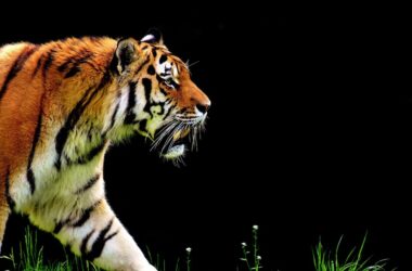 Slowest Animals in the World