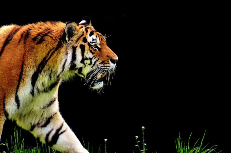 Slowest Animals in the World