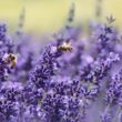 Types of Bees