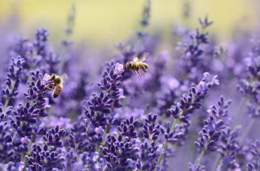 Types of Bees