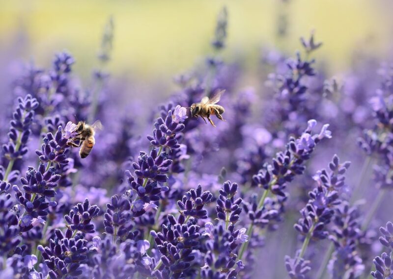 Types of Bees