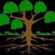 Different Types of Roots in Plants
