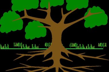 Different Types of Roots in Plants