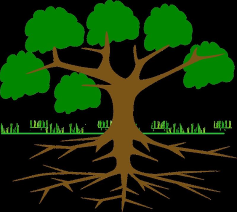 Different Types of Roots in Plants