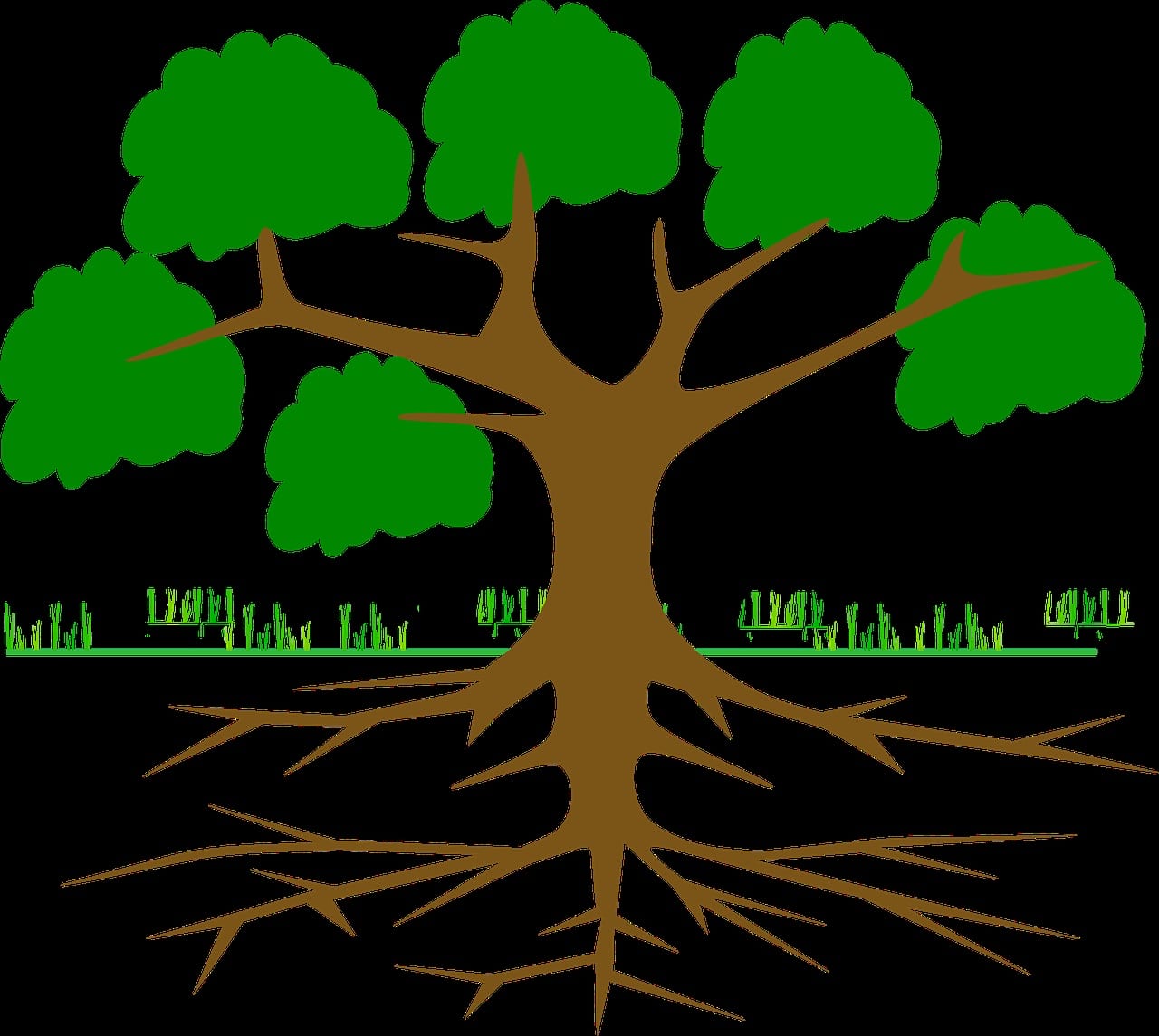 Different Types of Roots in Plants