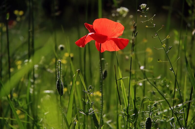 Growing Different Species of Poppies