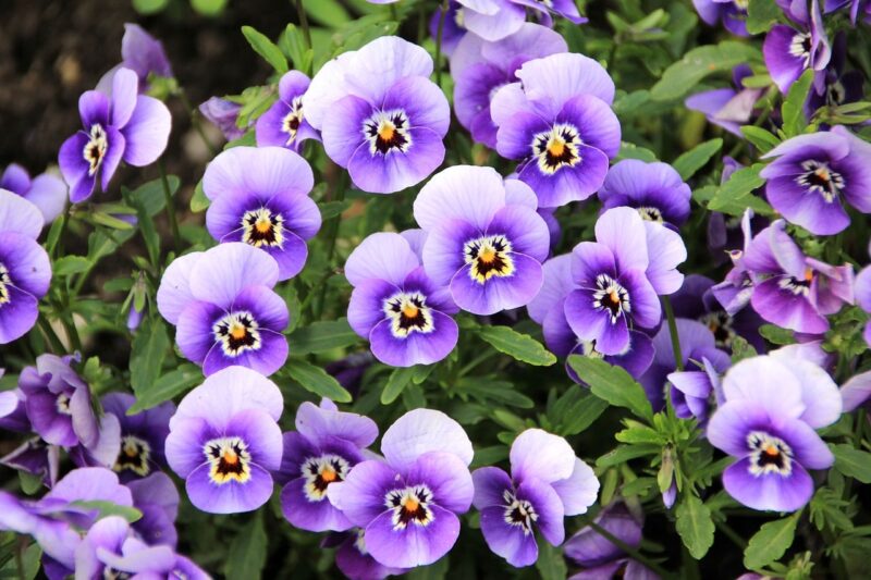 Growing Pansies and Violas in Your Neighborhood