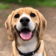 How Long Does It Take a Dog to Digest Food