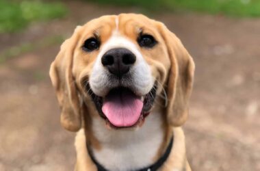 How Long Does It Take a Dog to Digest Food