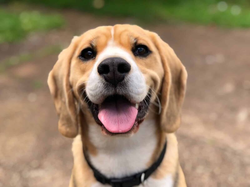 How Long Does It Take a Dog to Digest Food
