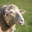 Most Popular Wool Producing Sheep Breeds