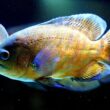 Oscar Fish Names
