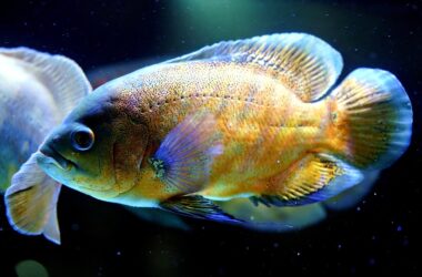Oscar Fish Names