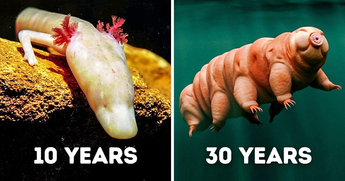 Animals That Can Survive Without Food for a Long Time